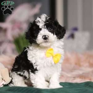 Carson, Miniature Poodle Puppy